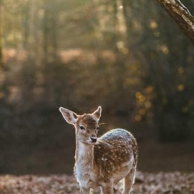 Budi Santoso, S.H., M.H.
